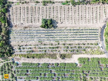 燕巢橫山段．未來捷運紫線．大面寬近四分．方正美農地｜高雄市燕巢區橫山段
