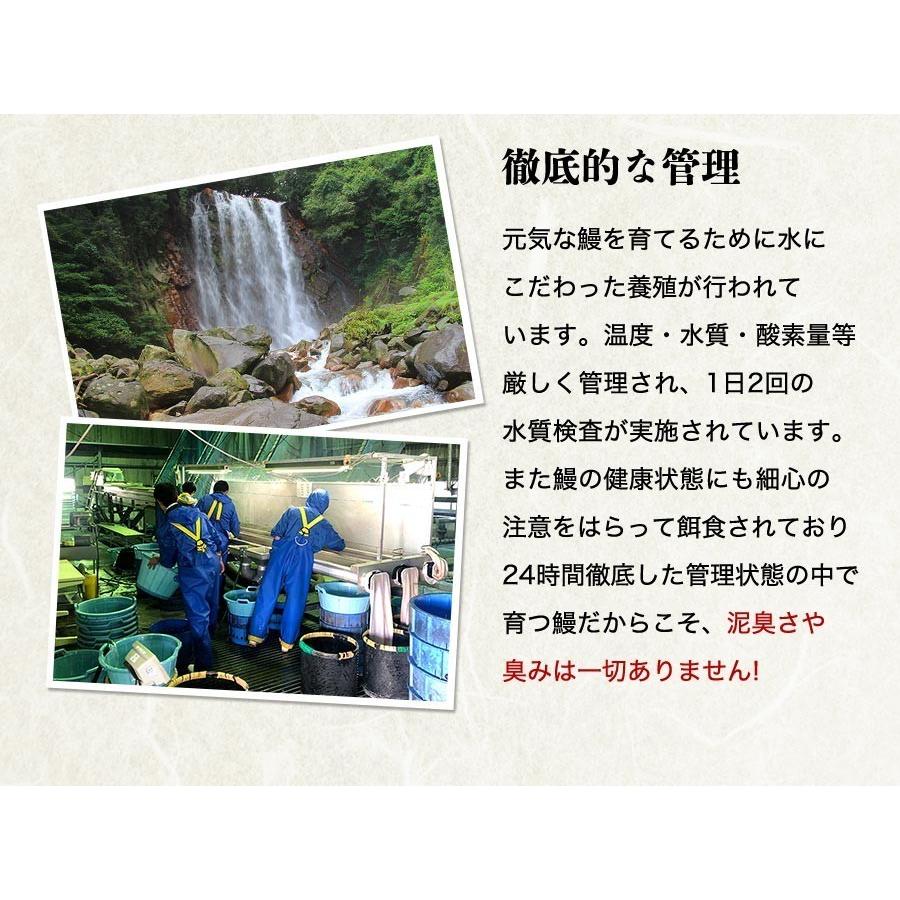 うなぎ 蒲焼き 鰻 国産 無投薬 約180g×2尾 2本 特大 風呂敷包み ウナギ かば焼き タレ 冷凍便 ギフト お取り寄せ