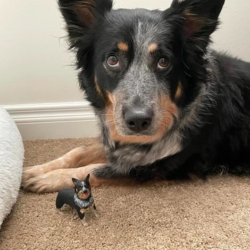 【客製化3D寵物紀念公仔】訂製手作似顏繪肖像狗狗貓咪毛小孩娃娃