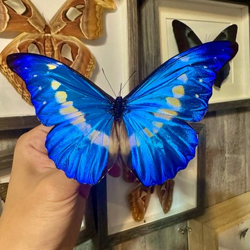 【現貨】🦋光明女神蝶🦋 海蓮娜閃蝶 蝴蝶 昆蟲 模型 乾貨三角紙包裝 #非活體 #類模型 #藝術品