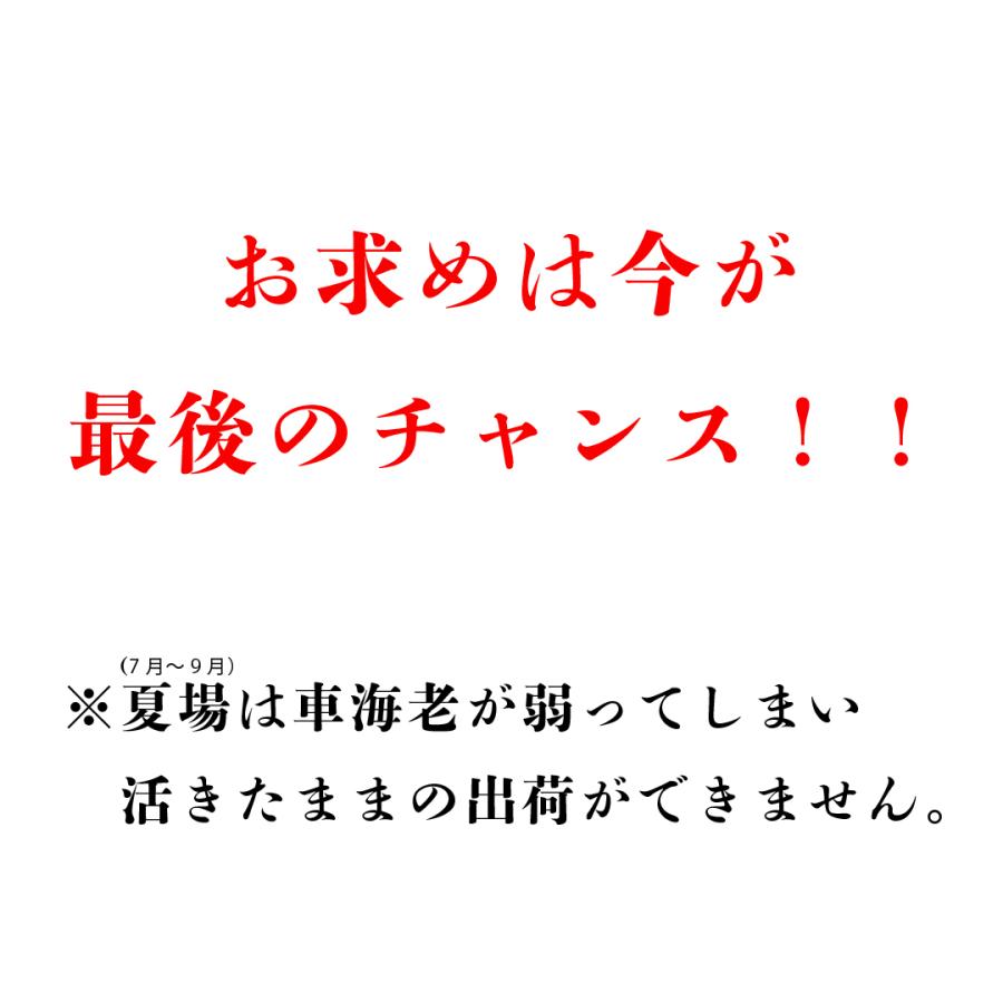 車海老 冷凍約500g 熊本天草土産 貰って嬉しい車エビ・車えび 天草特産品ショップ