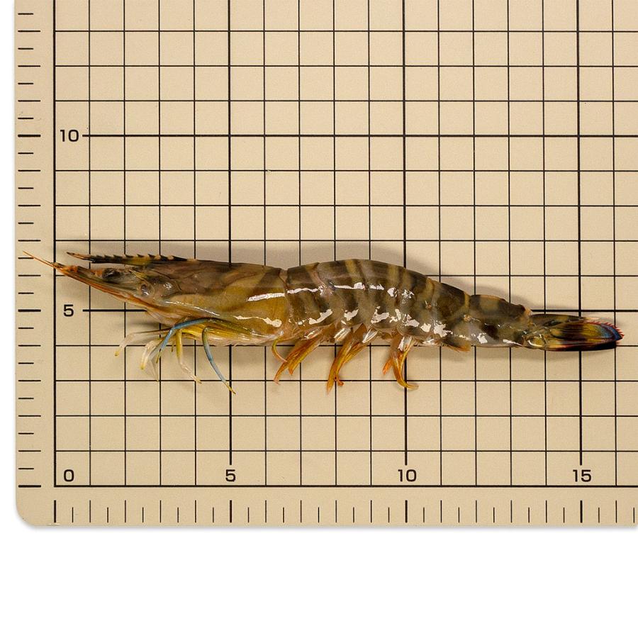 国産・活〆車えび(プロトン凍結) 10尾(計250g)