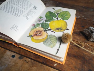 本書採下單後開始尋書/開花灌木圖鑑/老書/古書/圖鑑/花藝