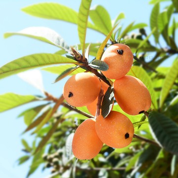 仿真水果模型 仿真蔬菜 假水果 仿真假枇杷水果蔬菜模型兒童玩具擺件擺設裝潢創意水果店佈置用品 飯店裝飾 攝影道具