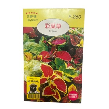 【向花緣】天星牌 彩葉草 - 花卉種子