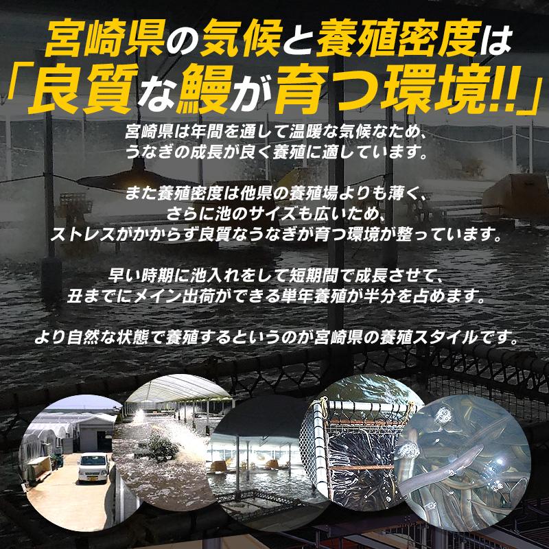 うなぎ 鰻 蒲焼き 国産 鰻の蒲焼 うなぎ蒲焼 宮崎県産 大サイズ 165g前後×1尾 山椒付き鰻蒲焼のタレ×1袋 宮崎 お歳暮 ギフト