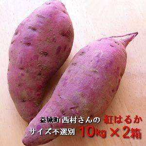 紅はるか　20kg（10kg箱×2） 熊本県産　サイズ不選別　送料別 　益城町　西村さんのさつま芋