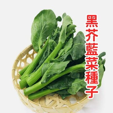 台灣黑芥藍菜種子 又稱黑葉芥藍 黑葉崧 快炒蔬菜種子 耐熱易種 家庭陽台菜園 四季可播種 葉用蔬菜