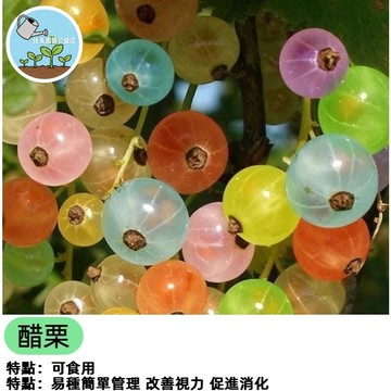 8款醋栗種子 澳洲進口 蛋白石莓 白醋栗種子 紅醋栗 黑醋栗種子 黑加侖 白加倫種子 水果種子 漿果庭院陽台