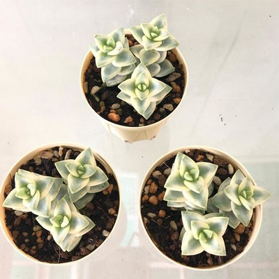 コ*イ様 クラッスラ　ルペストリス錦　多肉植物　大きめ　大量　育苗コンテナのすべ latestplants2019_l200909006