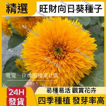 現貨【旺財向日葵種子】（50粒）四季 紅火輪向日葵 矮稈多頭向日葵 食用向日葵 矮桿多頭向日葵 高發芽率 向日葵種子