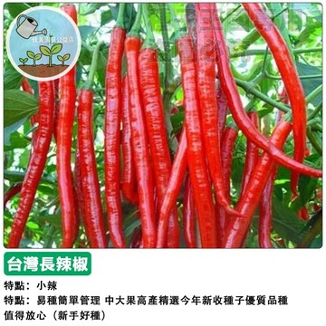 🌶️長辣椒種子(中辣)~精選高產品種~本土紅辣椒~香辣金條辣椒~蔬菜種子#hot pepper 盆栽 陽臺 家庭 園藝