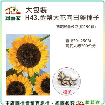 【綠藝家】大包裝H43.金幣大花向日葵種子9克(約190顆)花卉種子