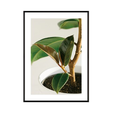 Boluo 菠蘿選畫所 青翠碧綠 橡皮樹II  40 x 30cm  黑色