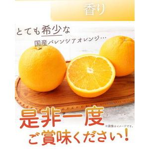 ふるさと納税 G7079_希少な国産バレンシアオレンジ 5kg 秀品 和歌山県湯浅町