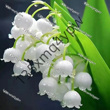 現貨 鈴蘭根苗 濃香型 四季種植 多年生  四季種植開花 室內外陽台辦公室盆栽觀賞花卉 帶芽花苗