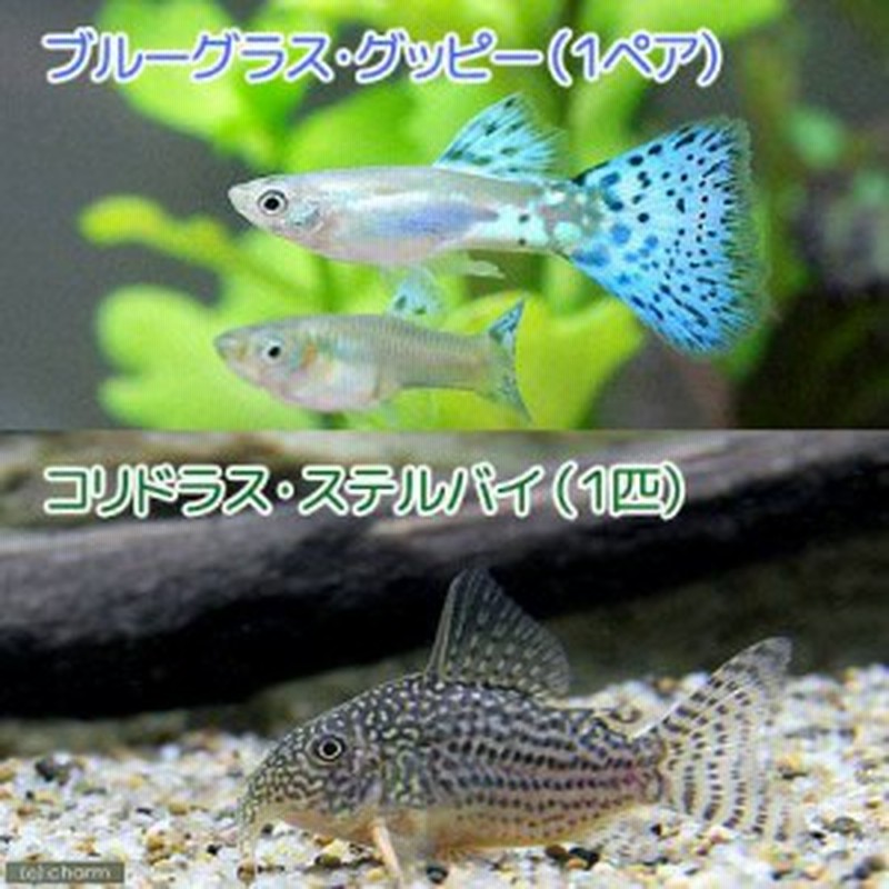 熱帯魚 水草 ブルーグラスグッピー 国産グッピー １ペア コリドラス ステルバイ １匹 北海道航空便要保温 通販 Lineポイント最大1 0 Get Lineショッピング