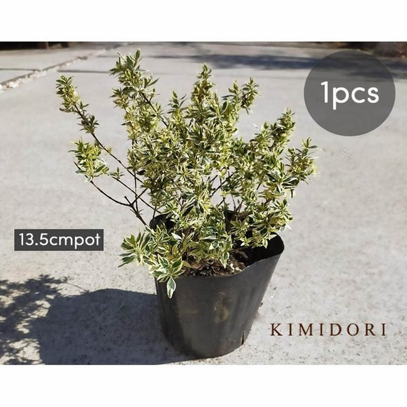 アベリア コンフェッティ 1本 13 5cm 低木 カラーリーフ グランドカバー 斑入り 苗 ガーデニング 葉 花 園芸 植木 庭木 寄せ植え 通販 Lineポイント最大get Lineショッピング