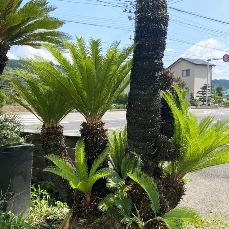 現品お届け ソテツ No.1 本州のみ配送可能 植栽は別途 シンボルツリー 庭 植木 庭木 おしゃれ 藍庭 | LINEブランドカタログ