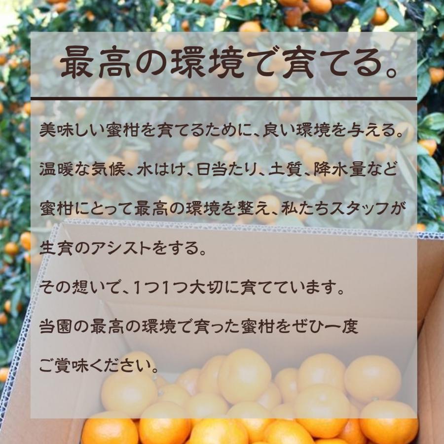 みかん  S~M 5kg 約50〜65個 贈答用 静岡県 浜松市 蜜柑 ミカン 《10 中旬〜10 下旬より出荷開始》