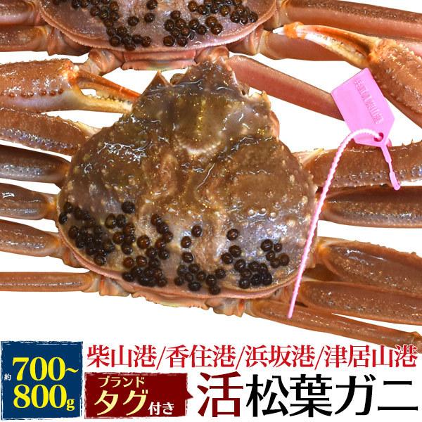 活 生 松葉ガニ 約700〜800g ズワイガニ 獲れたて 限定販売 蟹 カニ かに 生きたままお届け 松葉かに まつばかに 販売