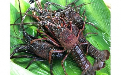 千葉県館山産 天然”活”伊勢海老 1kg（6尾～8尾）  おがくず梱包