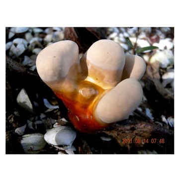 【亞源泉】100%野生鹿角靈芝