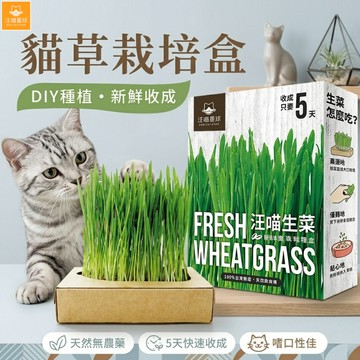 汪喵星球 貓草新鮮栽培盒 貓草 貓草盒子 簡易種植 貓零食 DIY種植 貓草栽培 貓草盆栽