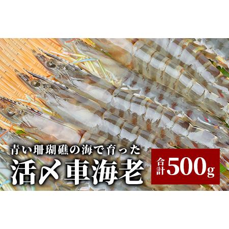 ふるさと納税 車えび500g25尾 〜 33尾 沖縄県 石垣島 石垣市 クルマエビ くるまえび SサイズBE-5 沖縄県石垣市