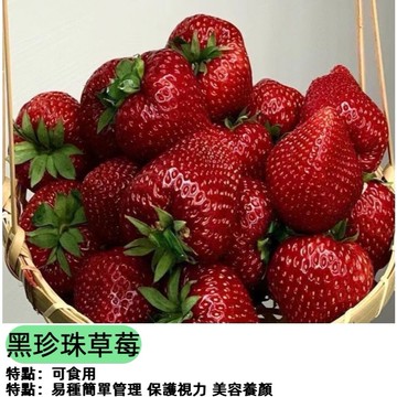 🌸【四季可種】黑珍珠草莓種子 深色草莓 黑色系水果 盆栽陽台種植 家庭農場 DIY 觀賞食用 種子小份量 現貨