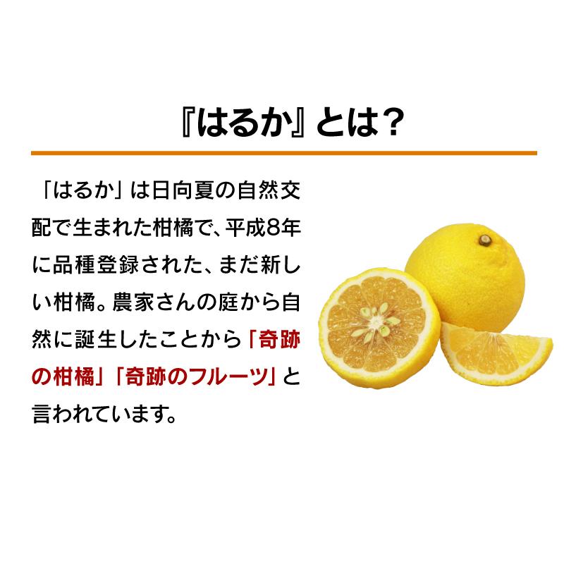 みかん はるか 3kg 送料無料 柑橘 農家直送 産地直送 日向夏 ＜2024年1月中旬より順次出荷＞ フルーツ 果物