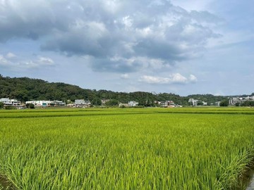挑戰低價 璞玉旁芎林金獅段美農地｜新竹縣芎林鄉金獅段