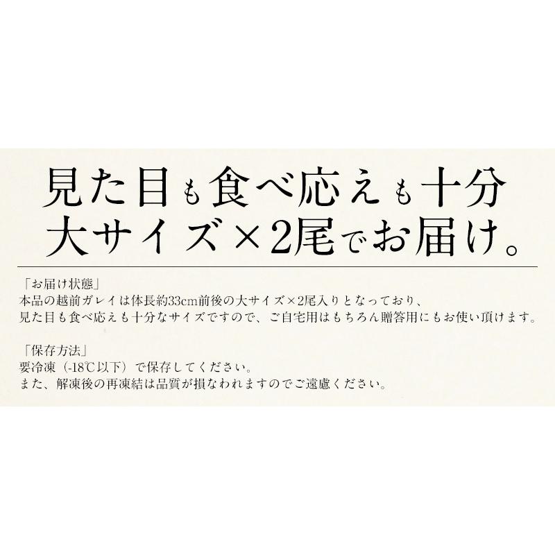 干物 越前ガレイ 越前がれい カレイ かれい 鰈 大サイズ×2尾 赤ガレイ 赤カレイ 赤鰈 ギフト 贈り物 プレゼント 冬グルメ 冬ギフト