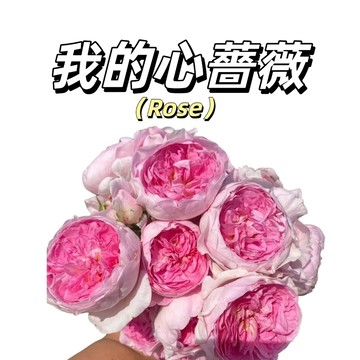 嘉義現貨（我的心爬藤玫瑰種子MG-46）Rose糖色係大花薔薇花月季種子庭院陽台灑下就能活懶人觀賞花卉花海種子