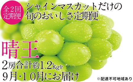 ぶどう 2024年 先行予約 9月・10月発送 シャイン マスカット 晴王 2房（合計約1.2kg） ブドウ 葡萄  岡山県産 国産 フルーツ 果物 ギフト