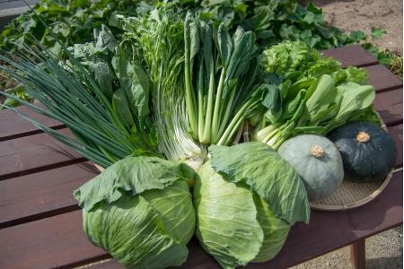 330.自然豊かな浜田市弥栄町で作られた「旬の野菜おまかせセット」(６回コース)