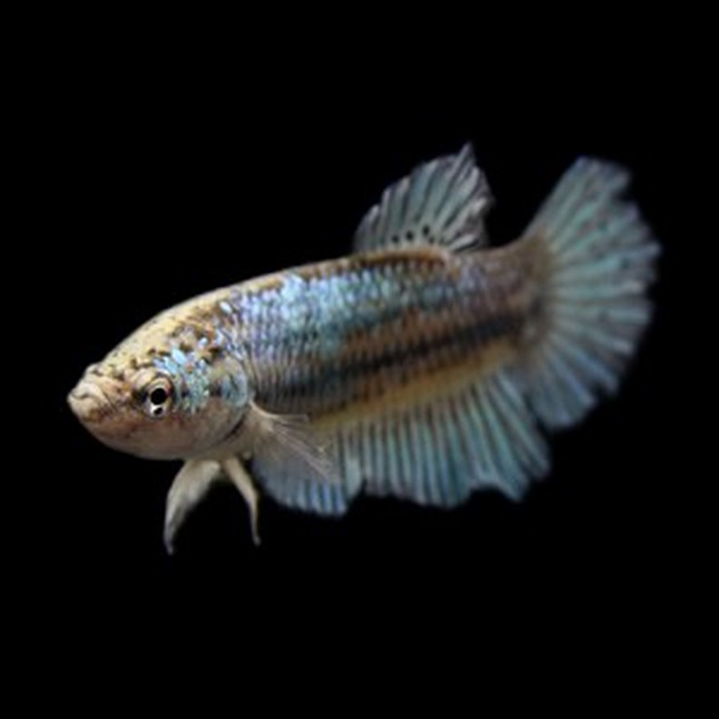 熱帯魚 生体 ベタ ハーフムーン メス 約３cm １匹 色おまかせ 水槽 熱帯魚 観賞魚 飼育 生体 通販 販売 アク 通販 Lineポイント最大1 0 Get Lineショッピング