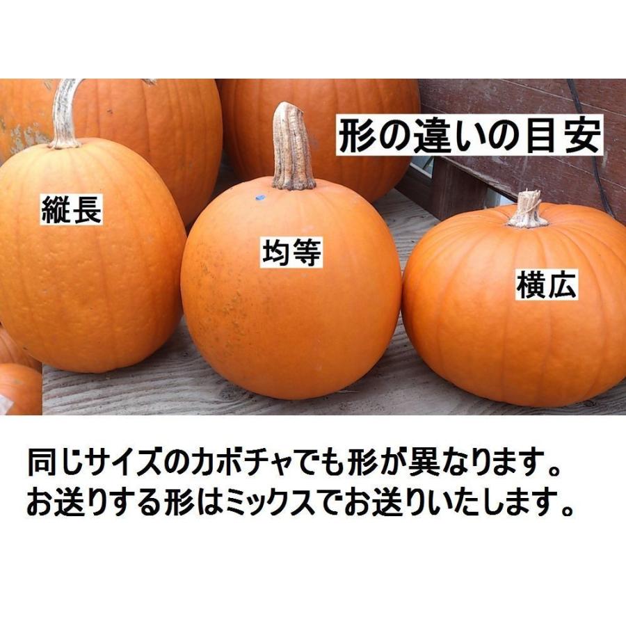 ハロウィン ジャックオーランタン用かぼちゃ 中玉種S 1kg