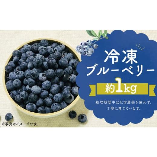 ふるさと納税 福岡県 筑後市  冷凍 ブルーベリー  約1kg (200g×5) 筑後市産