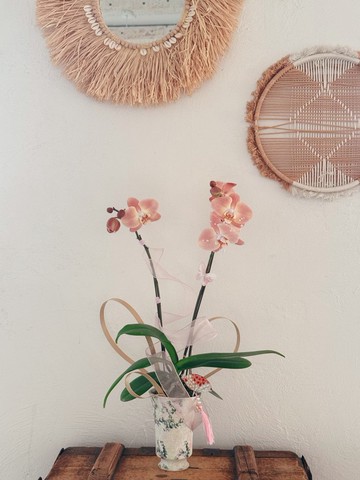 賀年蝴蝶蘭盆景 | Blush moonlight 蘭花擺設