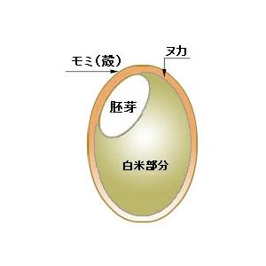 玄米 新潟産こしいぶき 2ｋｇ 「令和5年産」 ○12袋まで1個口 [送料無料対象外]