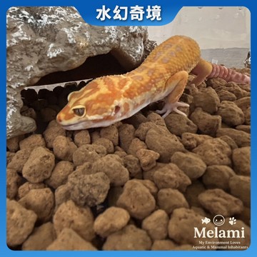 【水幻奇境】 赤玉土 守宮赤玉土 爬蟲赤玉土 1公斤包裝