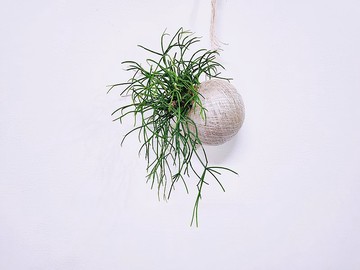 垂枝綠珊瑚苔球│板植│室內植物│窗邊植物│觀葉植物