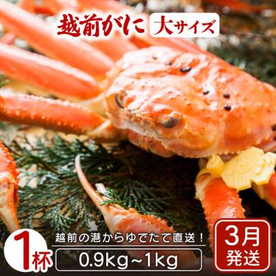 ふるさと納税 越前町 地元鮮魚店厳選 ≪浜茹で≫ 越前がに 大サイズ 1杯