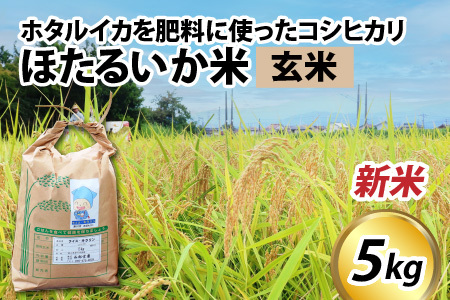 ほたるいか米（新米 玄米５kg）