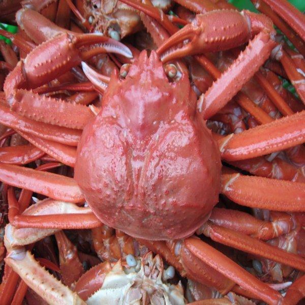 紅ずわい蟹3L(600〜700g)5匹セット　かに　カニ
