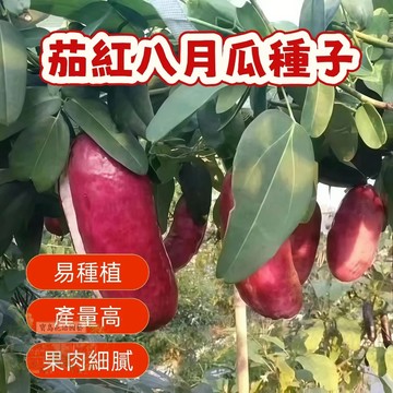 ✨ 茄紅八月瓜種子 當年結果籽少肉多水果種植爬藤甜瓜紫果八月炸種子 爬藤水果種子發芽率高 高產 蔬菜瓜果種子