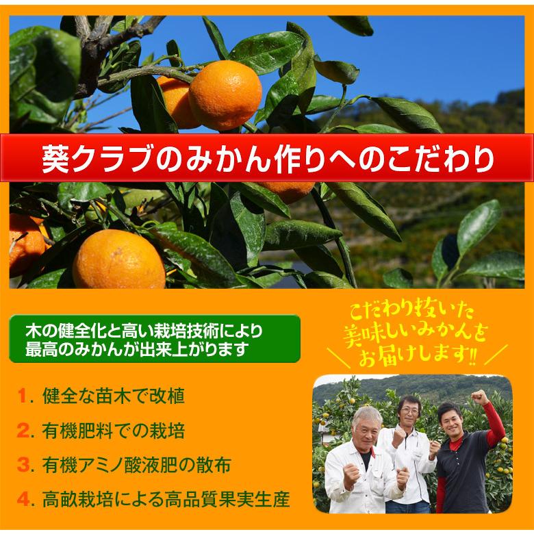 葵クラブのみかん 特選品 2L 手詰め 和歌山県・有田産 1箱 風袋込 約3kg ※常温　 4箱まで送料1口