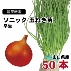 玉ねぎ苗 早生 ソニック 50本束 山口県産  野菜苗 家庭菜園 ガーデニング