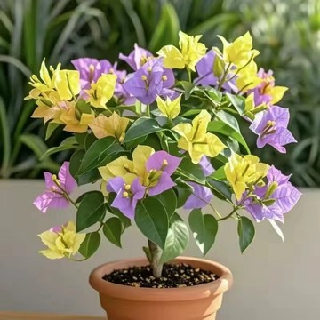 🌸（28款 三角梅種子）（50粒入）九重葛種子 超多花色高存活率種子 勒杜鵑種子 新手好種 四季易種植花卉